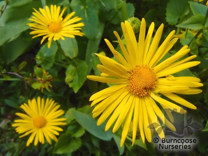 DORONICUM orientale  