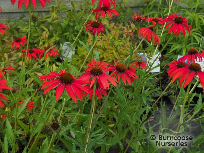 Echinacea 'Tomato Soup' from Burncoose Nurseries