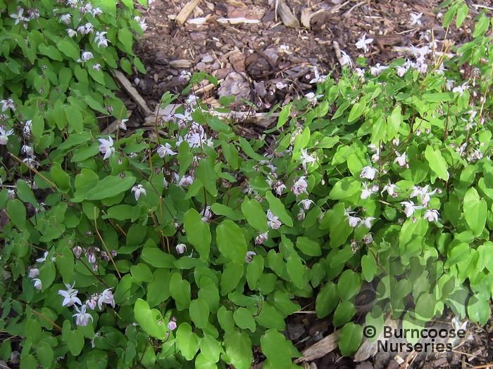 EPIMEDIUM x youngianum 'Roseum' 