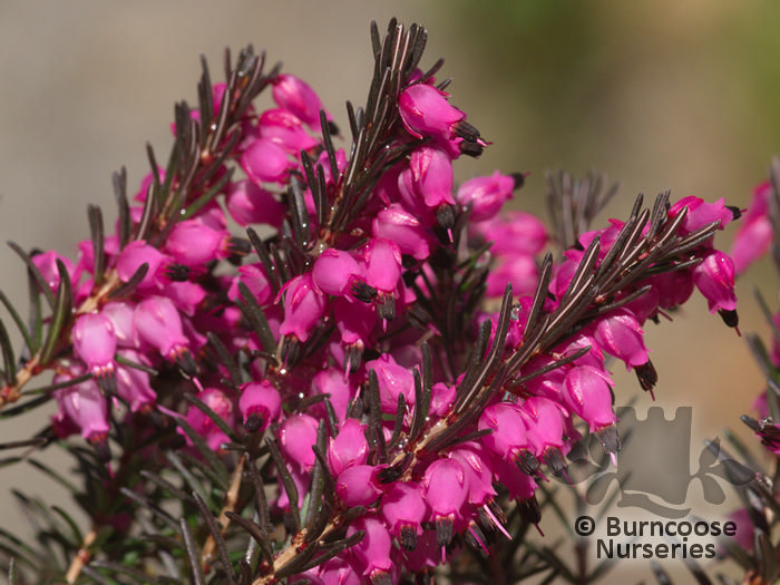 Heathers Erica X Darleyensis 'Kramer'S Red' from Burncoose Nurseries