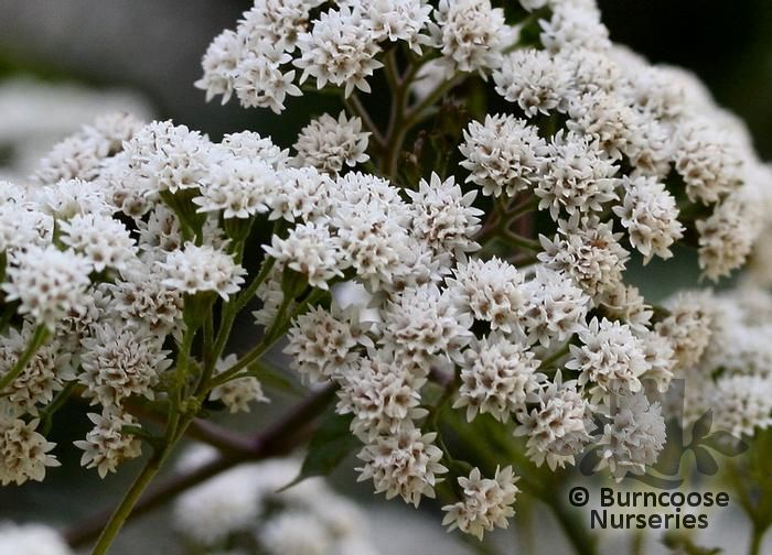 EUPATORIUM rugosum 'Chocolate' 