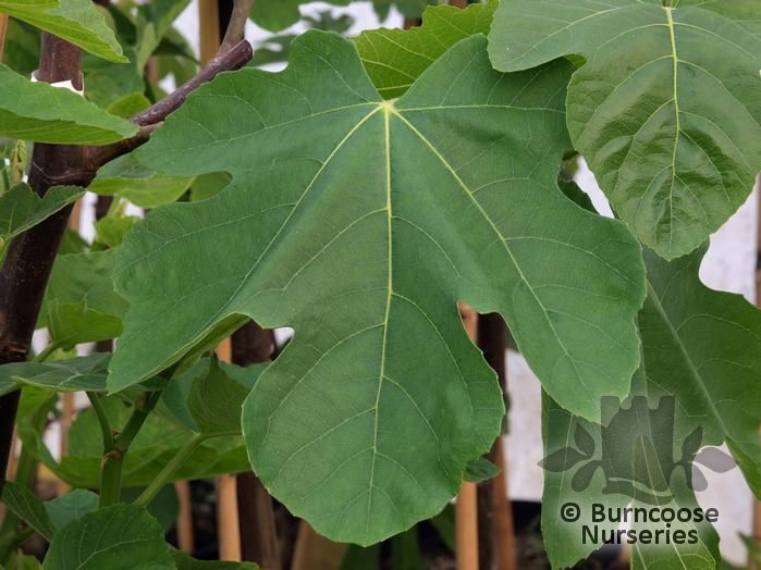 FICUS carica 'Celeste' 