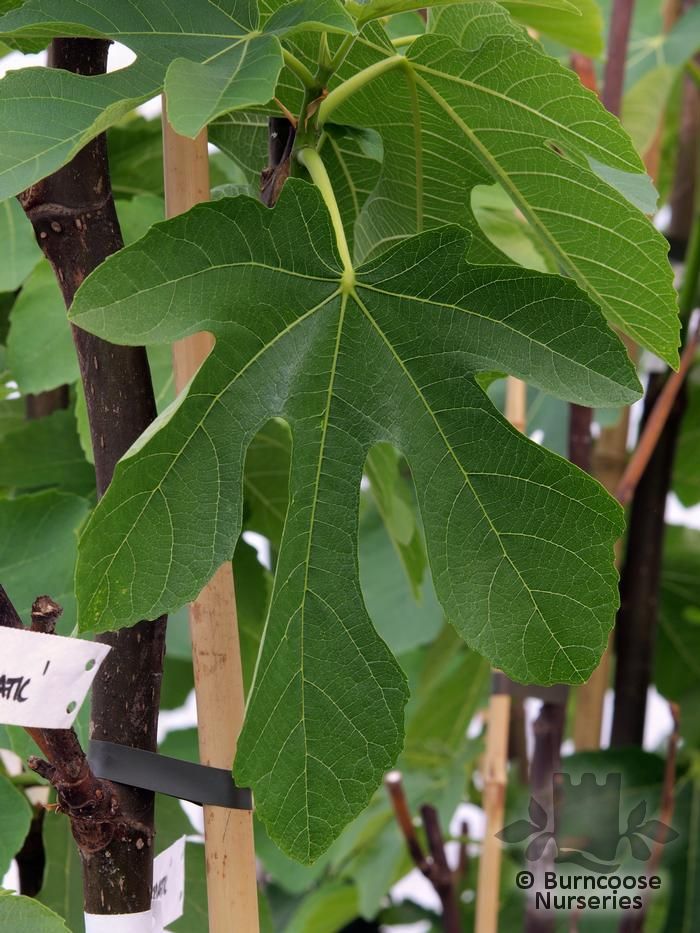 FICUS carica 'White Adriatic' 