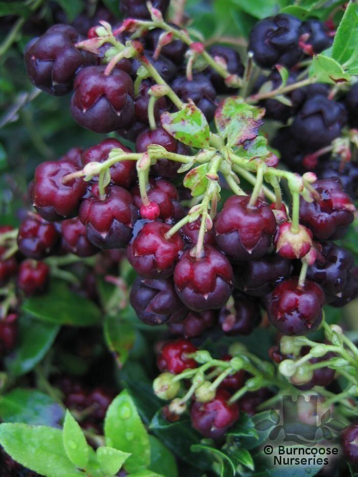 <a href= plants cfm pl id=1948 fromcategory=cat 5Fid 3D1399 >GAULTHERIA