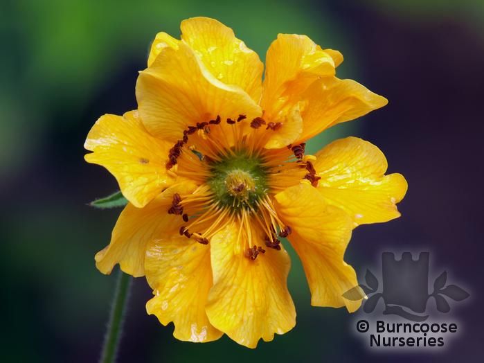 GEUM 'Lady Stratheden'  