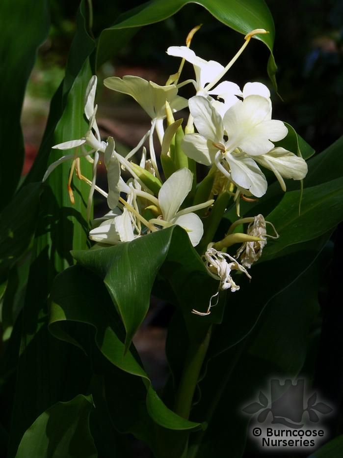 HEDYCHIUM flavum  