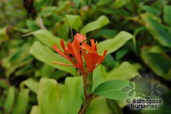 HEDYCHIUM greenii  