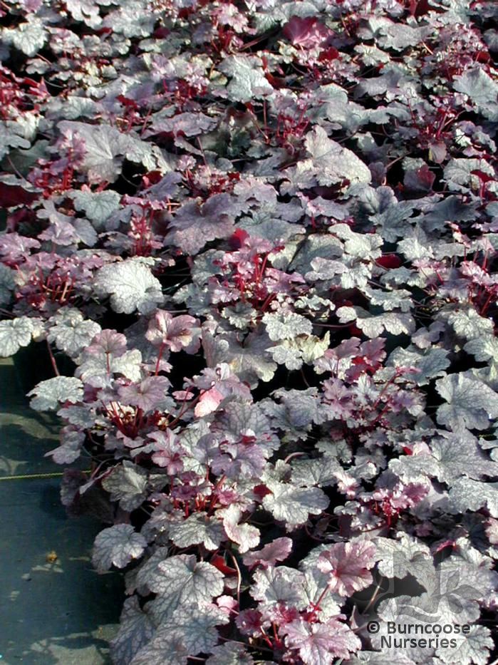 HEUCHERA 'Plum Pudding'  