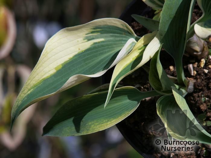 HOSTA 'Blue Ivory'  