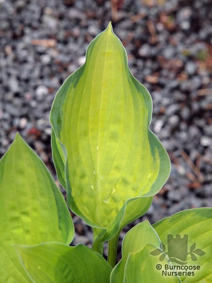 HOSTA 'Gold Standard'  