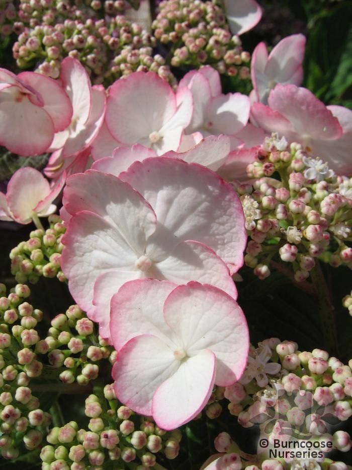 HYDRANGEA 'Love you Kiss' >. Lacecap. An outstanding variety with white 