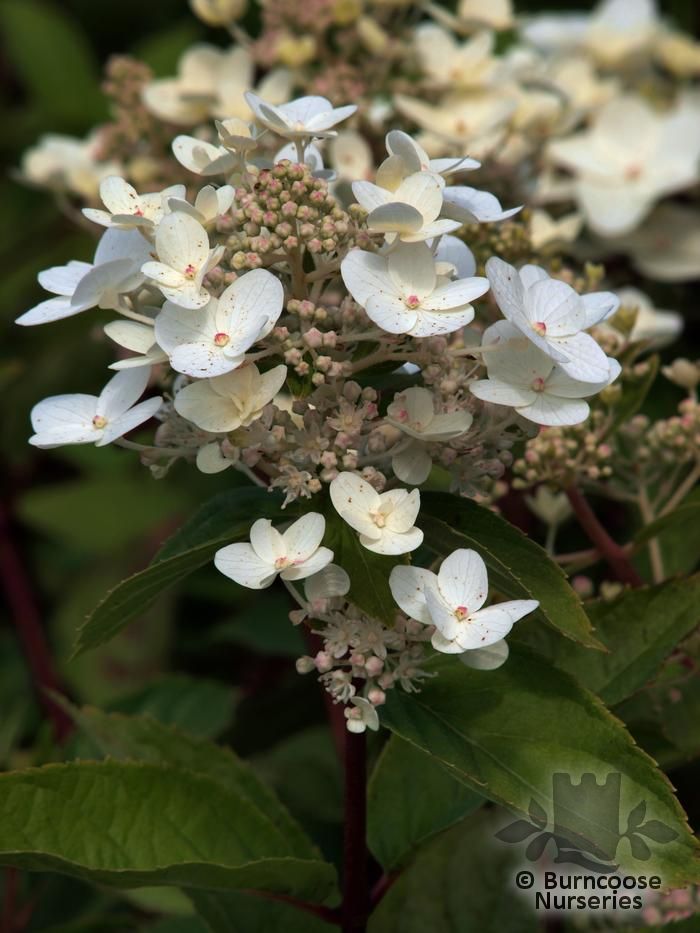 Hydrangea Paniculata 'Phantom' from Burncoose Nurseries