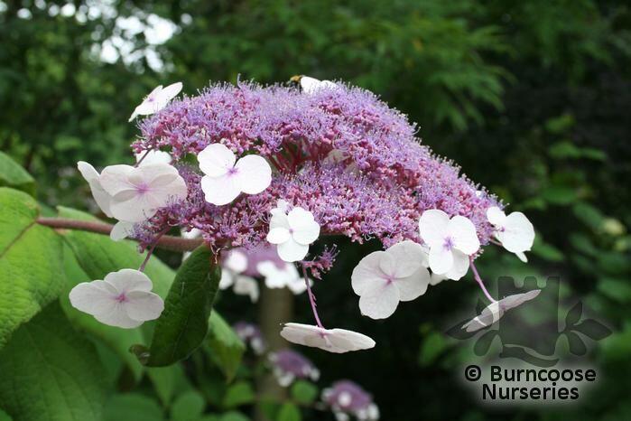 Buy Hydrangea Villosa  See Aspera Villosa Group plants from Burncoose 