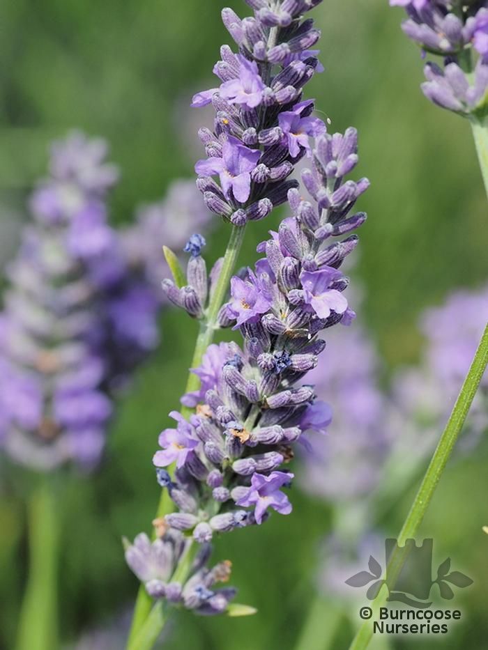 Lavandula X Intermedia 'Grosso' from Burncoose Nurseries