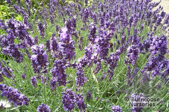 LAVANDULA x intermedia 'Vera' 