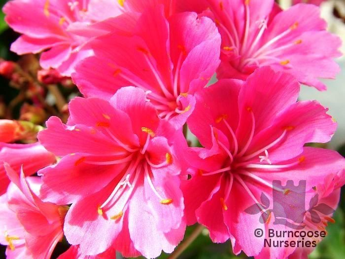 LEWISIA Birch hybrids  