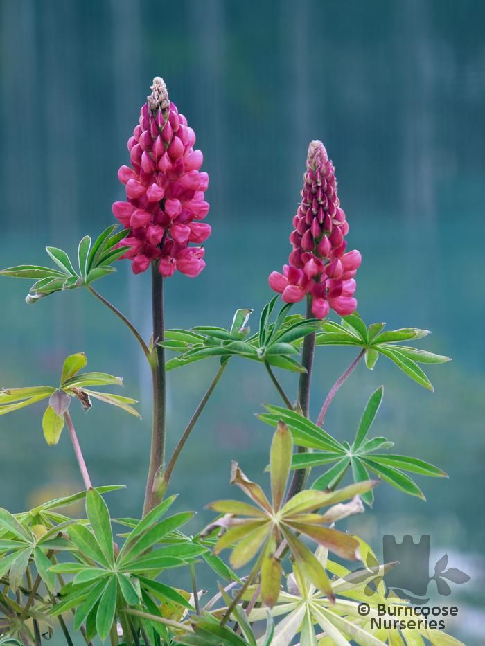 Lupinus Herbaceous 'The Pages' from Burncoose Nurseries