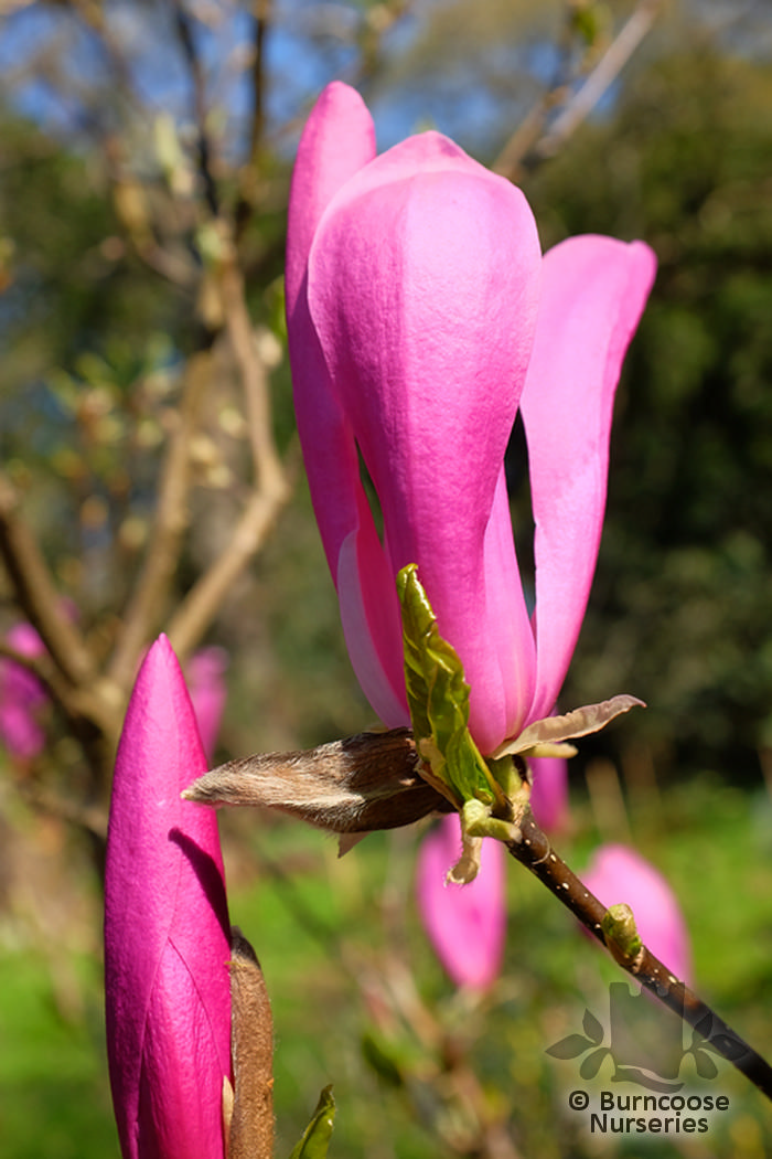 Buy Magnolia 'Randy' plants from Burncoose Nurseries