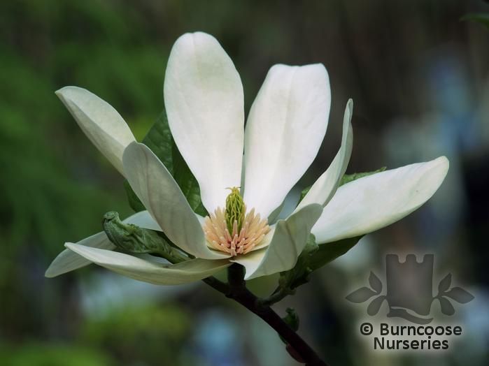 MAGNOLIA 'Tranquility'  