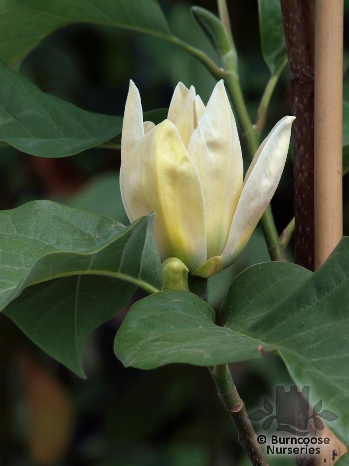 Magnolia X Brooklynensis 'Yellow Bird' from Burncoose Nurseries