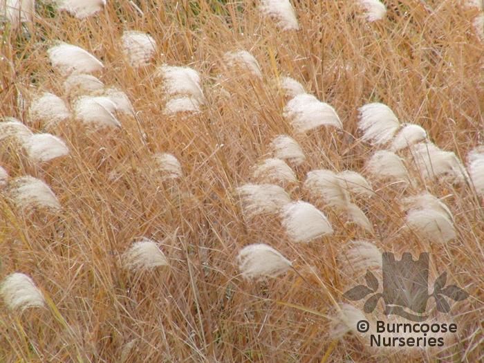 MISCANTHUS sacchariflorus  