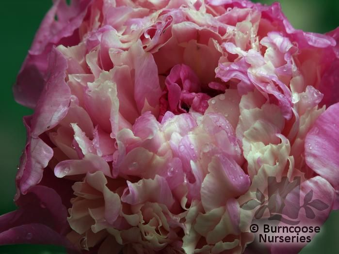 PAEONIA 'Adolphe Rousseau'  