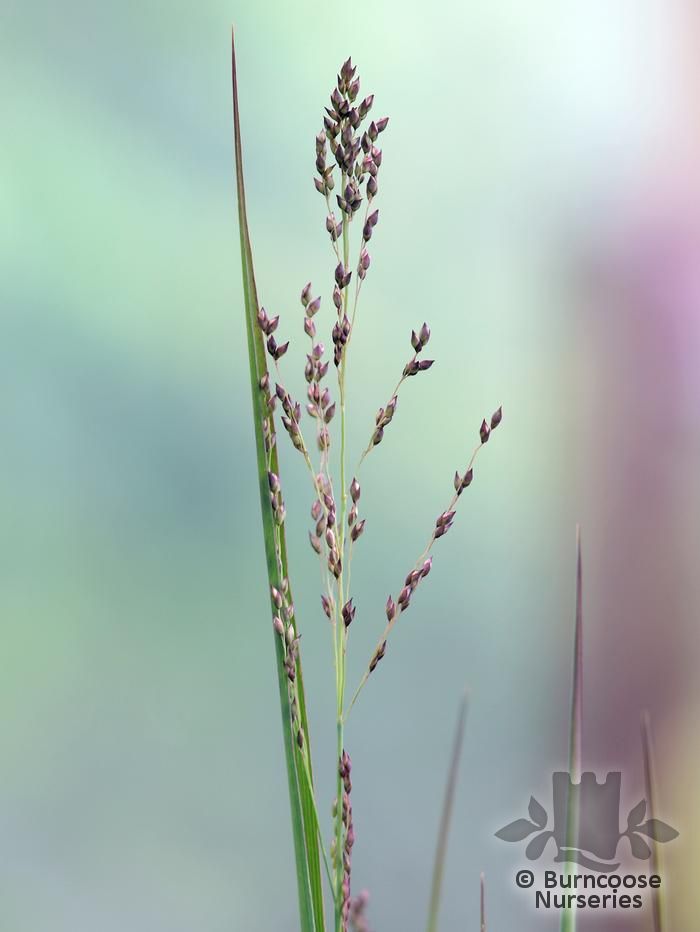 PANICUM virgatum 'Heavy Metal'  