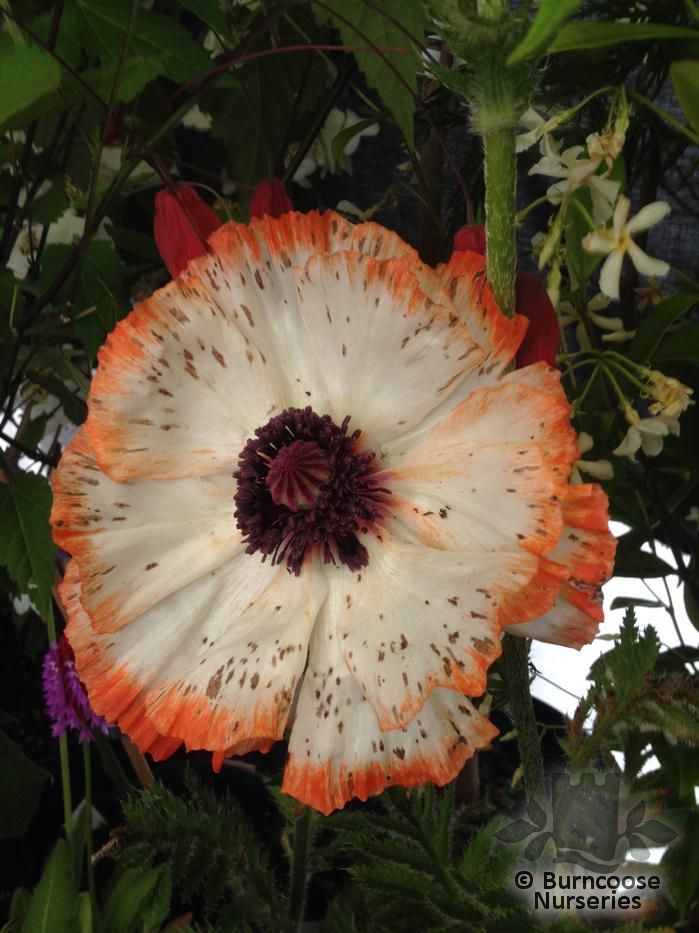 PAPAVER orientale 'Flamenco' 