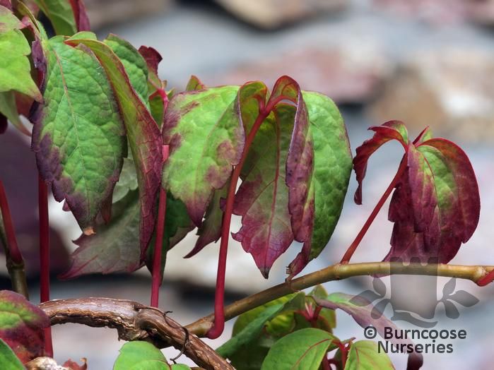 PARTHENOCISSUS himalayana 'Purpurea' 