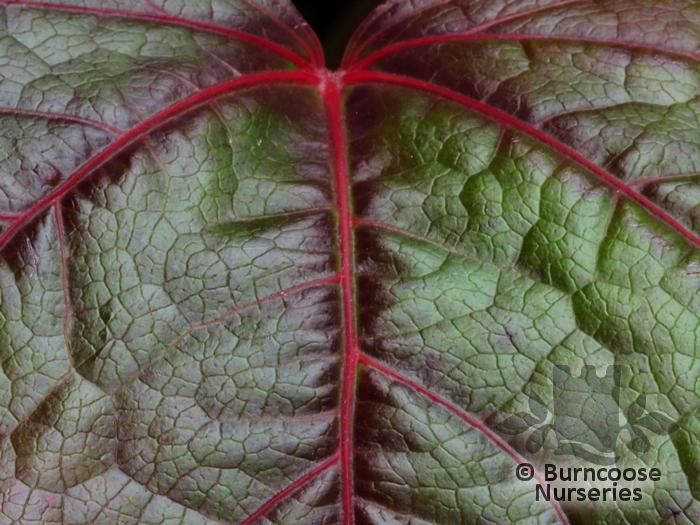 PARTHENOCISSUS tricuspidata 'Green Spring' 