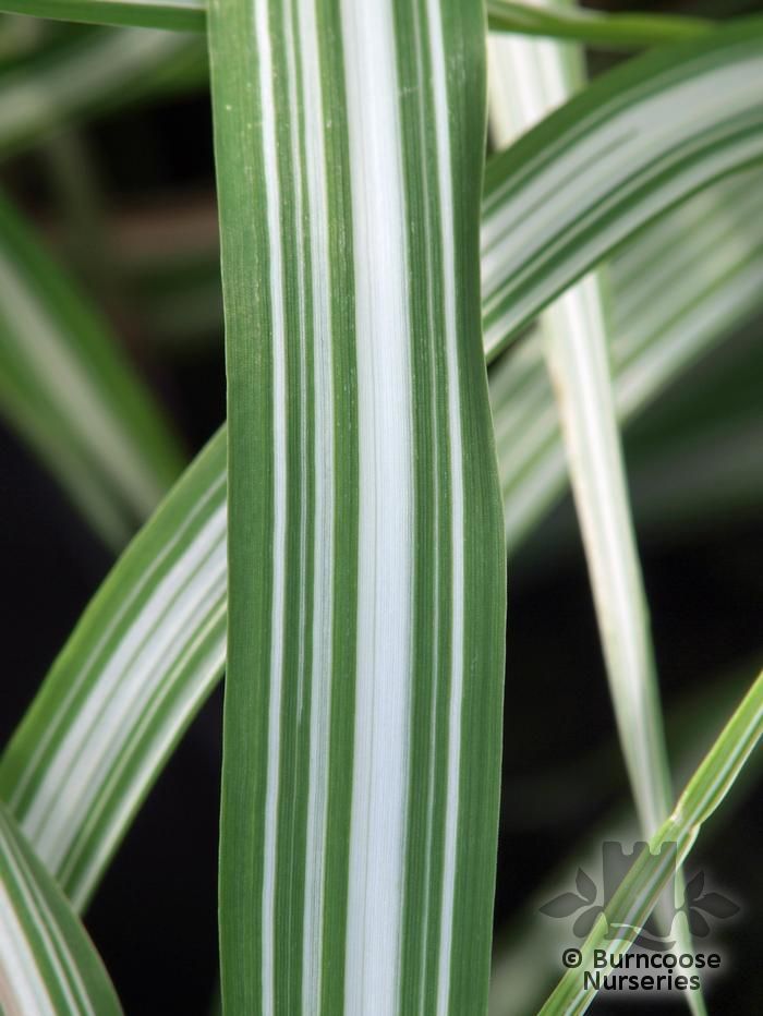 PHALARIS arundinacea 'Picta'  