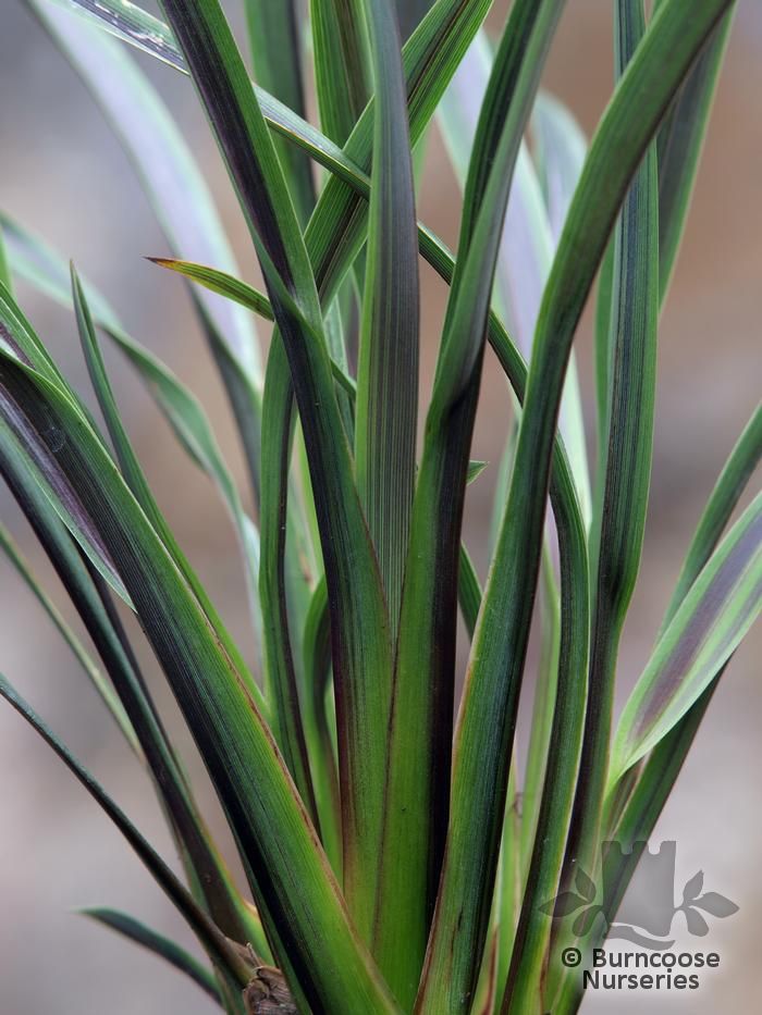 PHORMIUM 'Chocomint'  