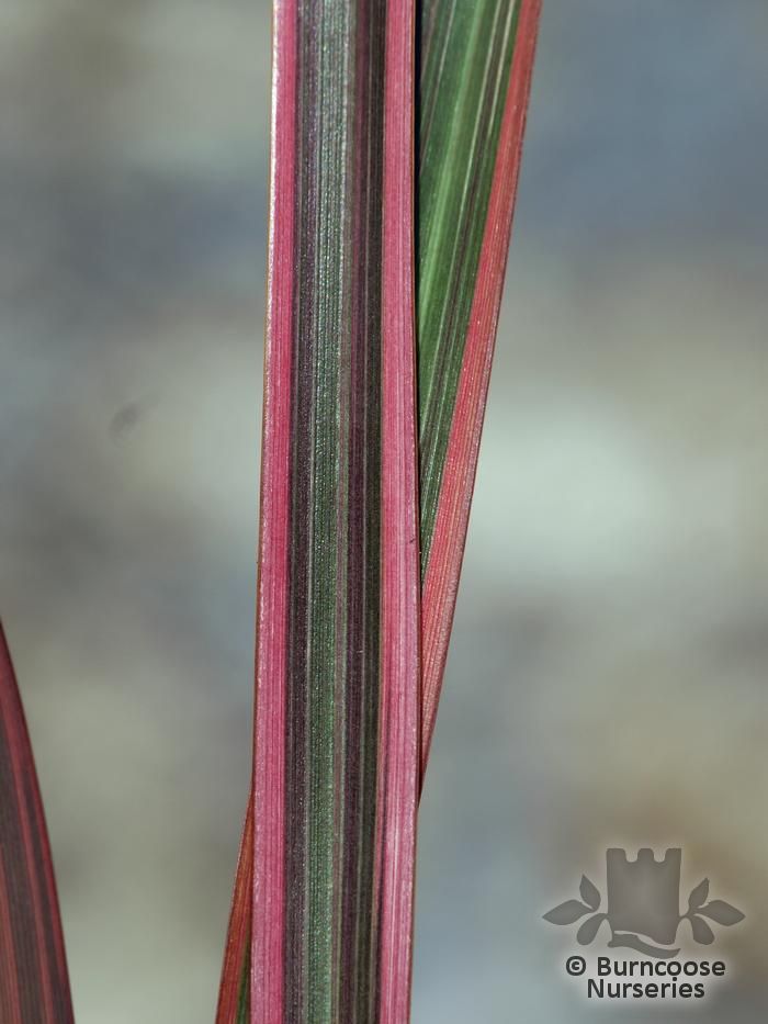 PHORMIUM 'Joker'  