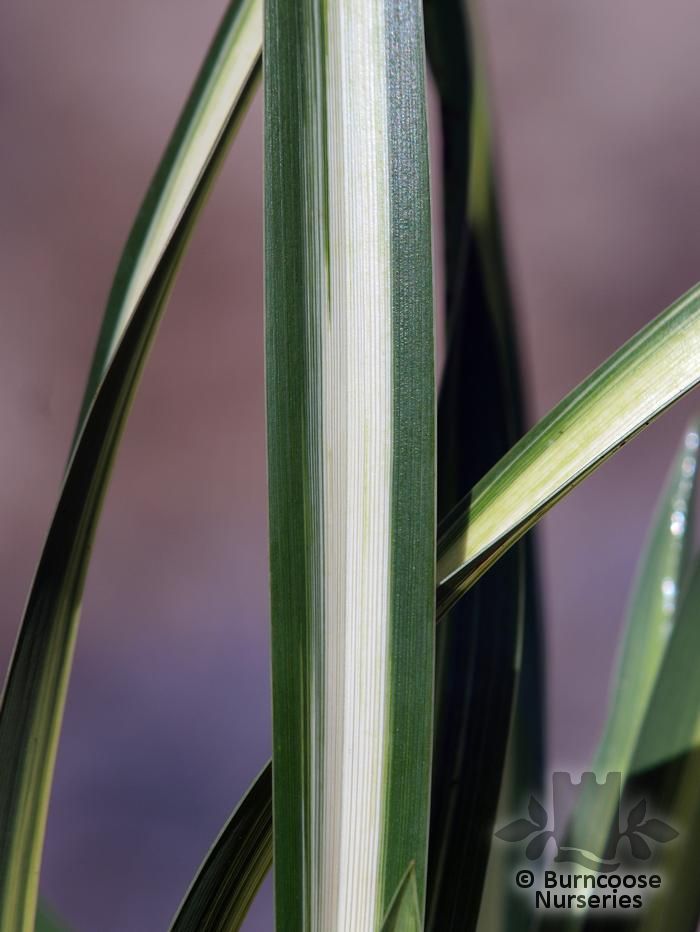 PHORMIUM 'Moonraker'  