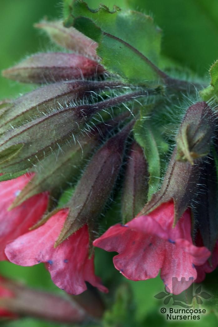 PULMONARIA officinalis 'Rubra' 