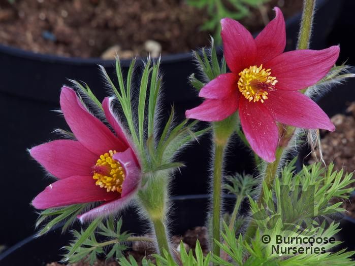 PULSATILLA vulgaris 'Rubra' 