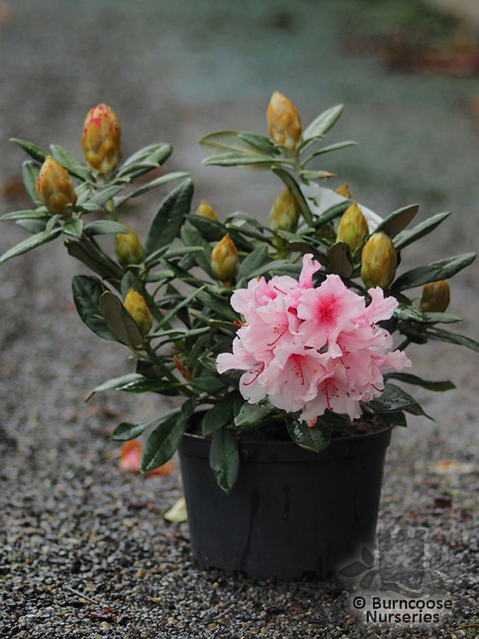 Rhododendron ‘Hydon Dawn’ from Burncoose Nurseries RHODODENDRON HYBRIDS