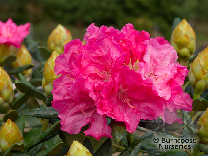 RHODODENDRON 'Hydon Hunter'  