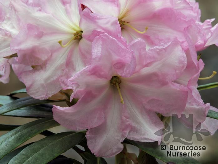 RHODODENDRON 'Lem's 45'  