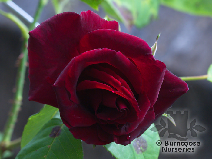 Rosa 'Josephine Bruce' from Burncoose Nurseries HYBRID TEAS