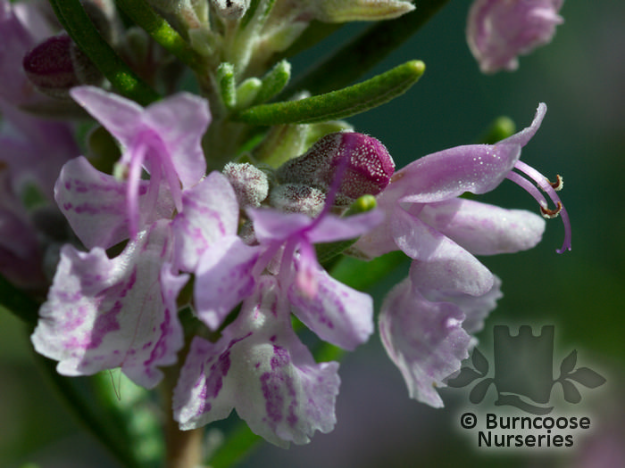 ROSMARINUS officinalis 'Majorca Pink' 