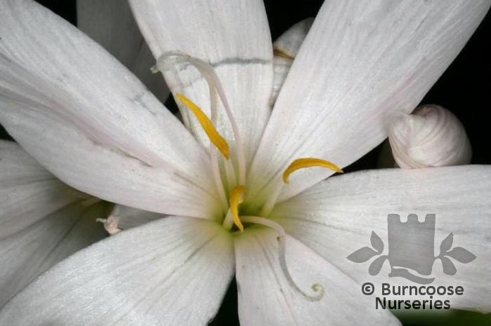 SCHIZOSTYLIS coccinea 'Alba' 