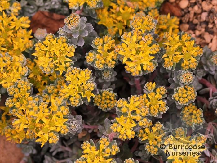 SEDUM spathulifolium 'Cape Blanco'  