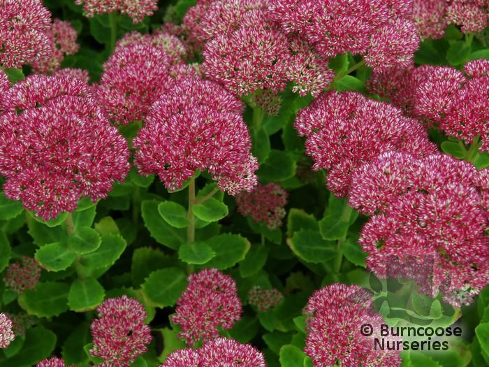 SEDUM spectabile 'Autumn Joy' 