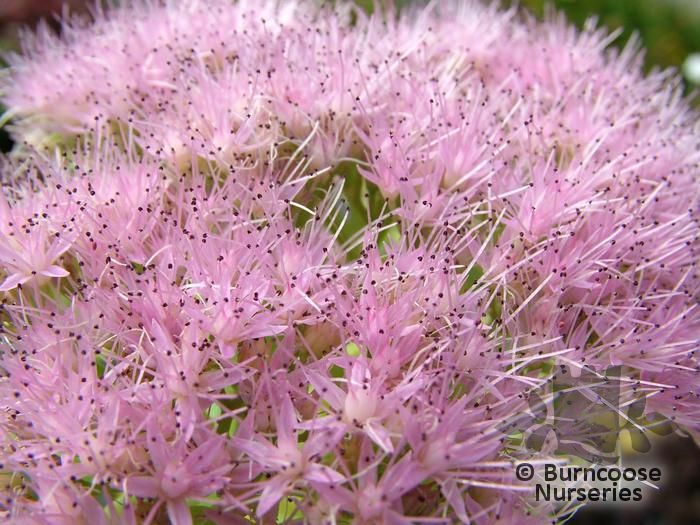 SEDUM spectabile 'Brilliant' 