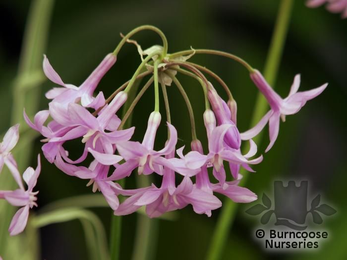 TULBAGHIA violacea 'Silver Lace' 