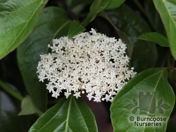 Viburnum Odoratissimum from Burncoose Nurseries