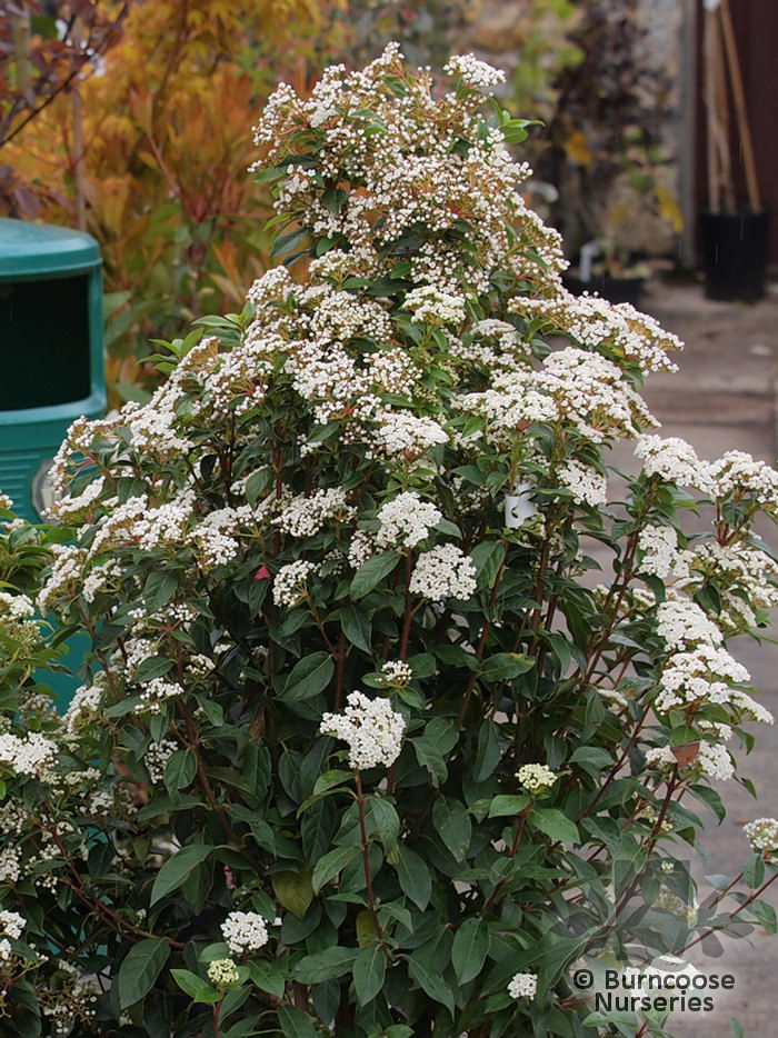 Viburnum Tinus from Burncoose Nurseries