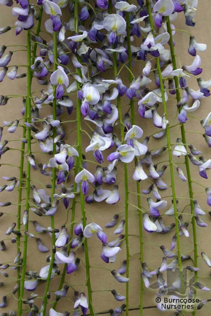 WISTERIA floribunda 'Tiverton' 