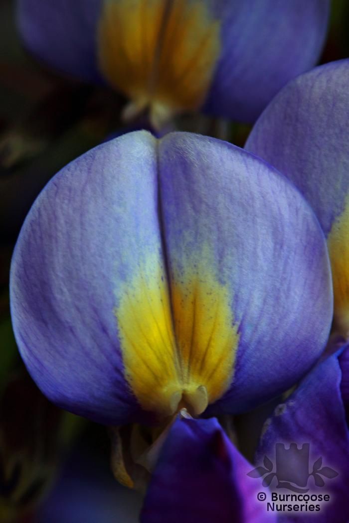 WISTERIA sinensis 'Blue Sapphire' 